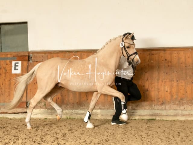 ZfdP Frühjahrskörung 24