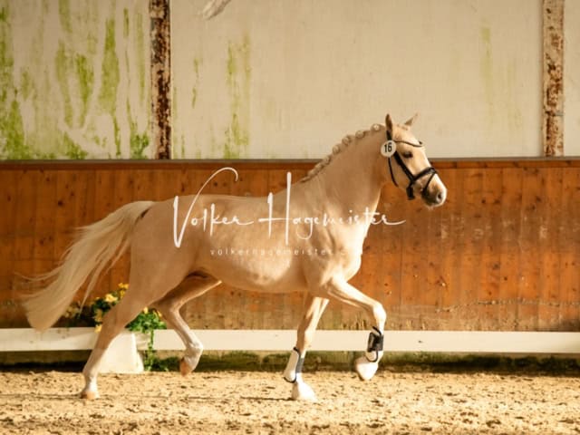 ZfdP Frühjahrskörung 25