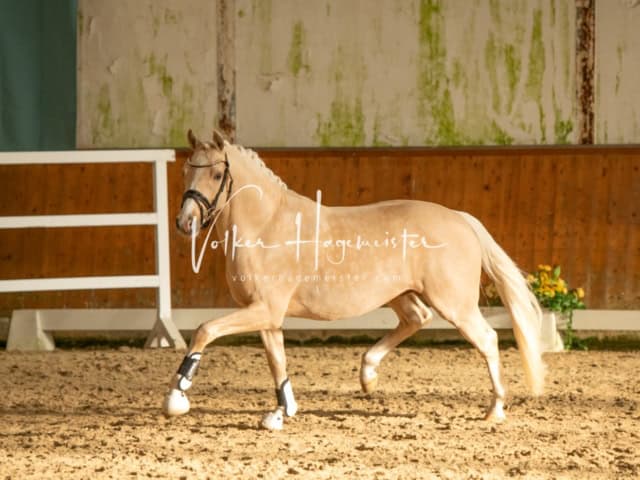 ZfdP Frühjahrskörung 26