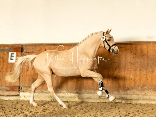 ZfdP Frühjahrskörung 27