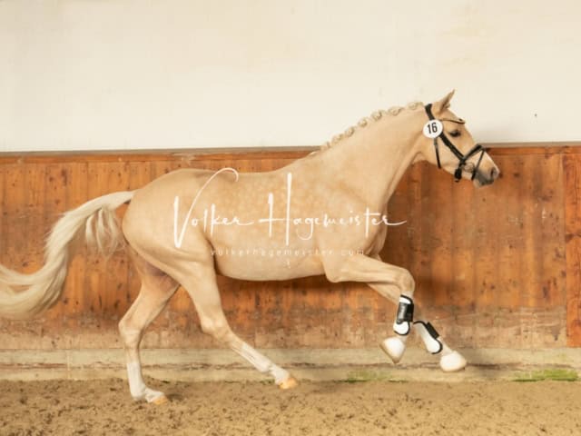 ZfdP Frühjahrskörung 28