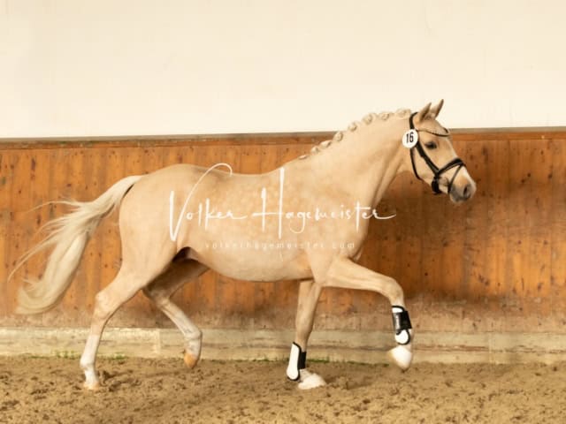 ZfdP Frühjahrskörung 29