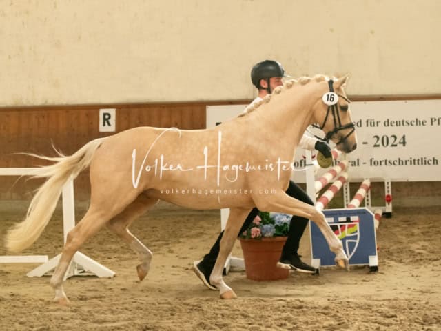 ZfdP Frühjahrskörung 30