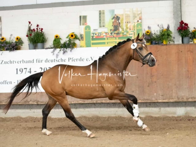 ZfdP Sommerkörung 2