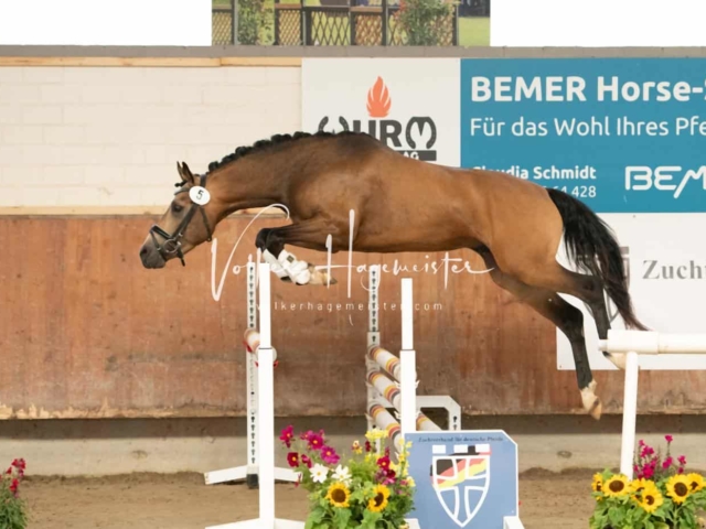 ZfdP Sommerkörung 3