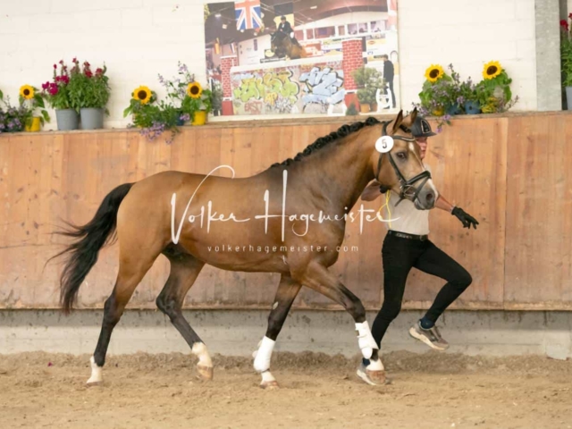 ZfdP Sommerkörung 4