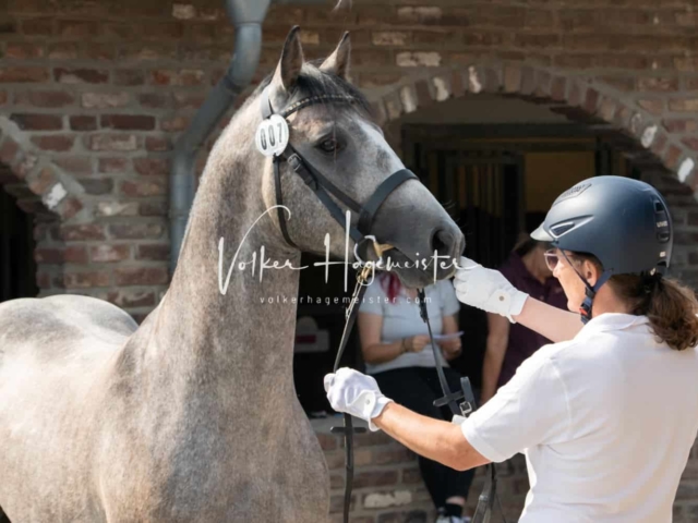 ZfdP Sommerkörung 7