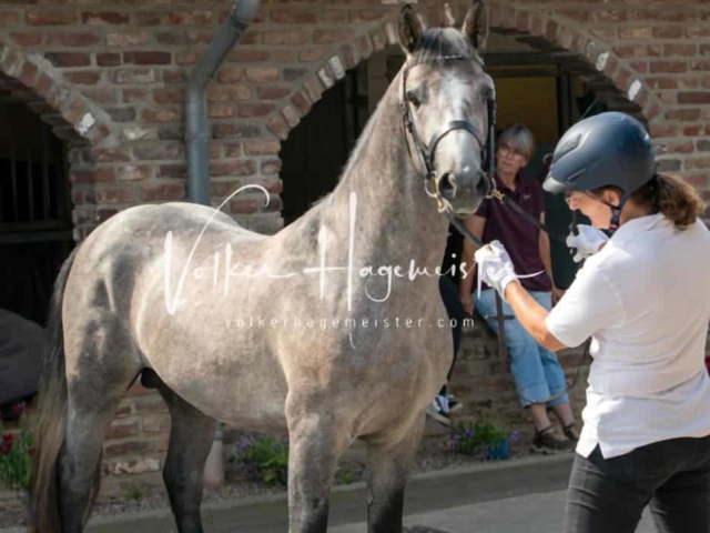 ZfdP Sommerkörung 8