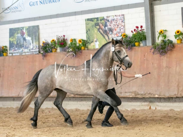 ZfdP Sommerkörung 10