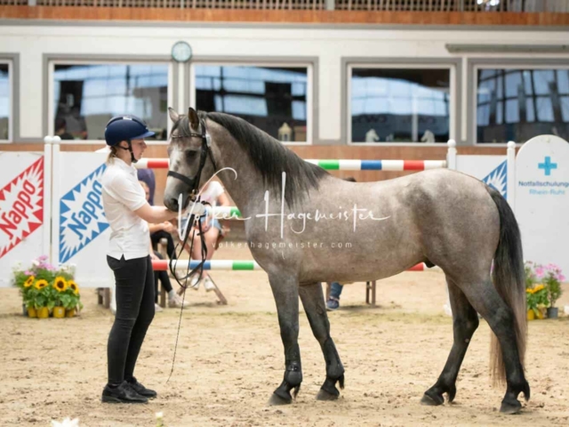 ZfdP Sommerkörung 11