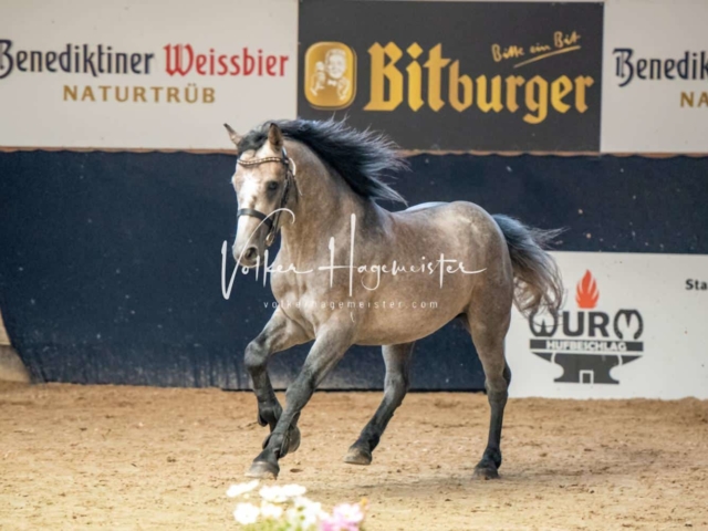 ZfdP Sommerkörung 12