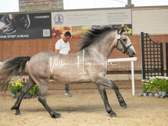 ZfdP Sommerkörung 14