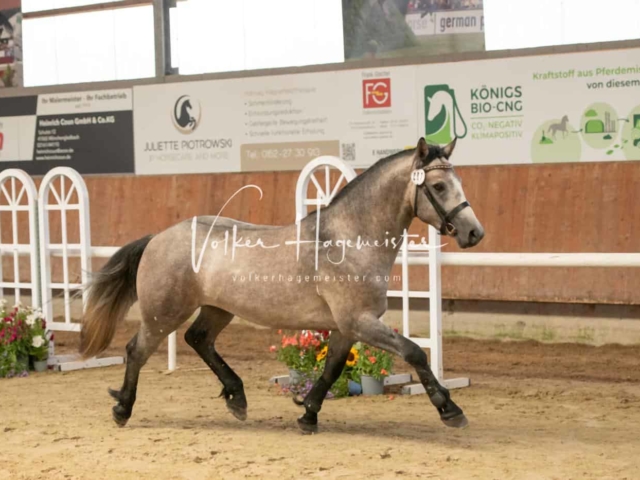 ZfdP Sommerkörung 15