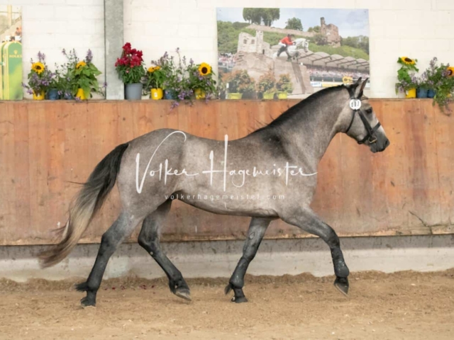 ZfdP Sommerkörung 16