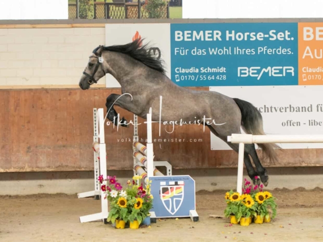 ZfdP Sommerkörung 17