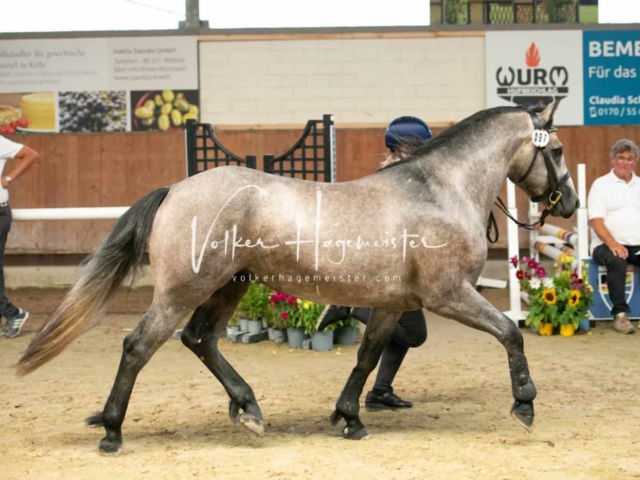 ZfdP Sommerkörung 18