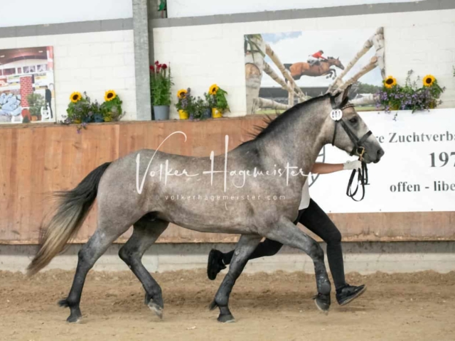 ZfdP Sommerkörung 19