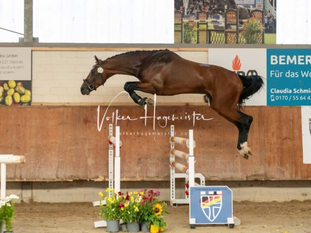 ZfdP Sommerkörung 23