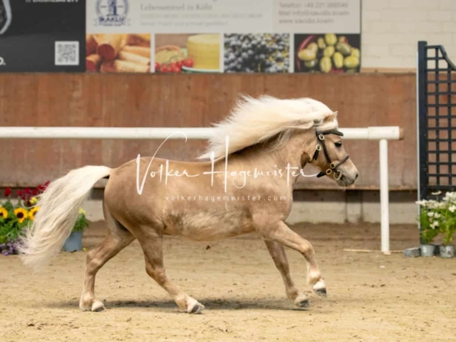 ZfdP Sommerkörung 2