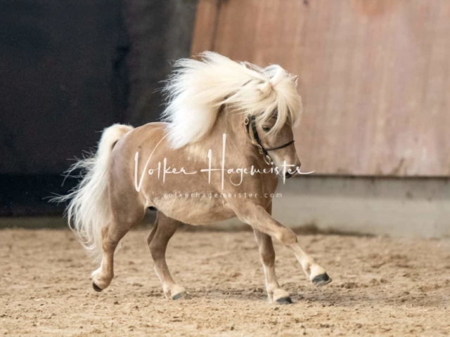 ZfdP Sommerkörung 3