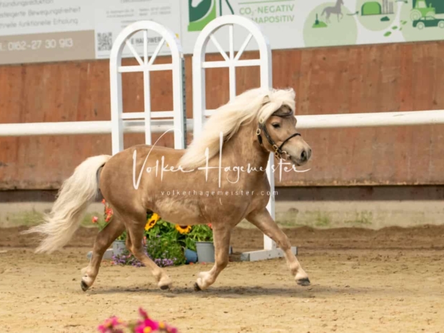 ZfdP Sommerkörung 4