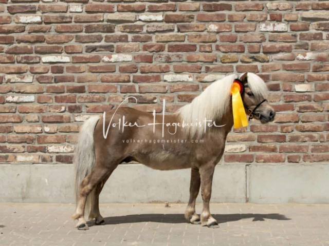 ZfdP Sommerkörung 5