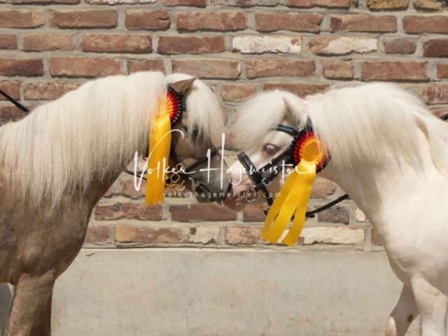 ZfdP Sommerkörung 19