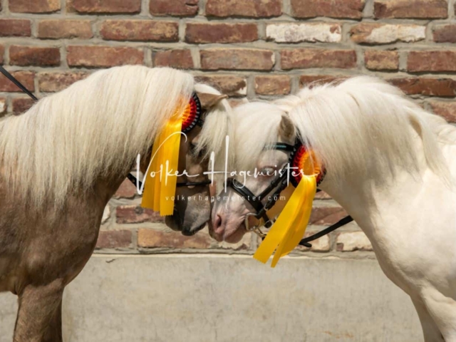 ZfdP Sommerkörung 22