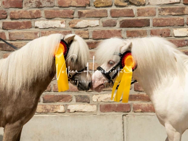 ZfdP Sommerkörung 23