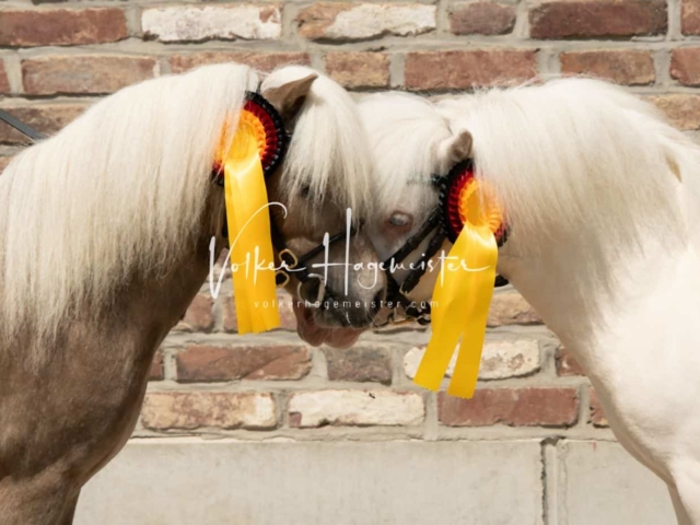 ZfdP Sommerkörung 24