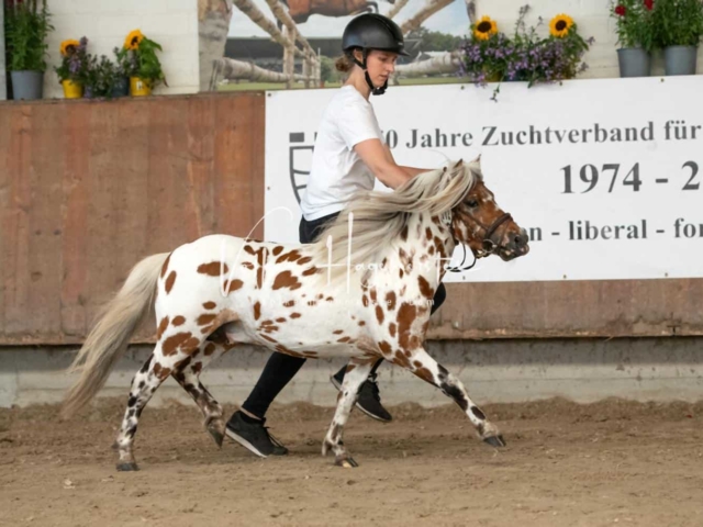 ZfdP Sommerkörung 28