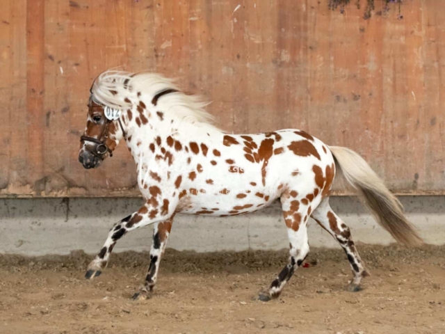 ZfdP Sommerkörung 29