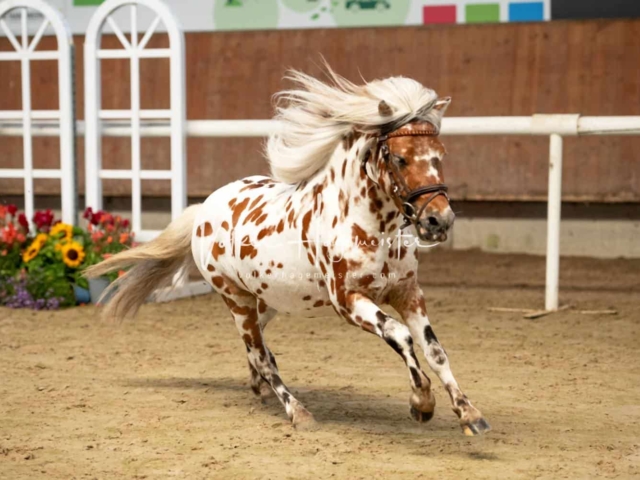 ZfdP Sommerkörung 30