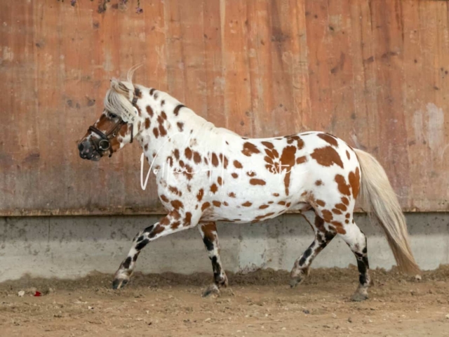 ZfdP Sommerkörung 2