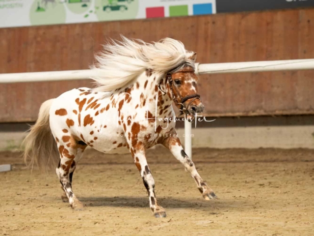 ZfdP Sommerkörung 3