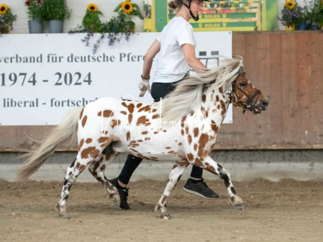 ZfdP Sommerkörung 5