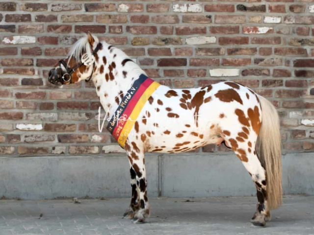 ZfdP Sommerkörung 8