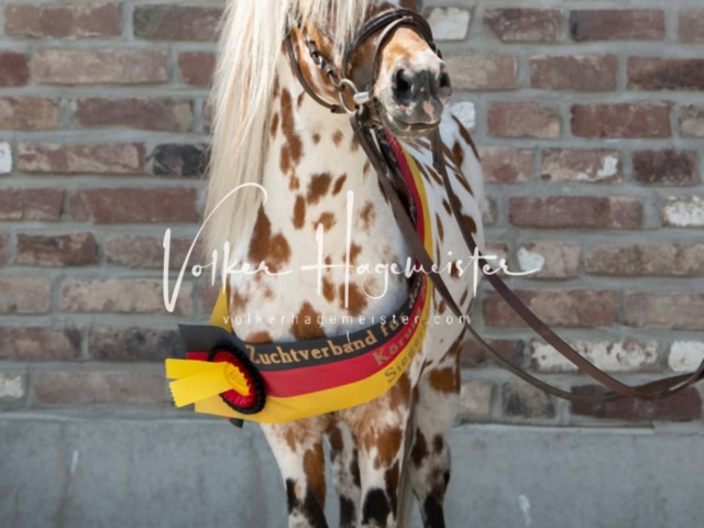 ZfdP Sommerkörung 9