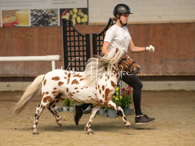 ZfdP Sommerkörung 10