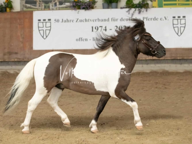 ZfdP Sommerkörung 2