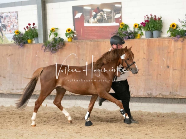 ZfdP Sommerkörung 14