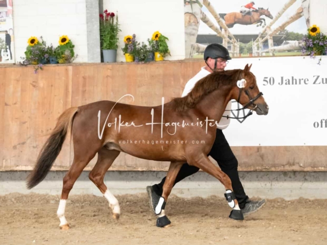 ZfdP Sommerkörung 15