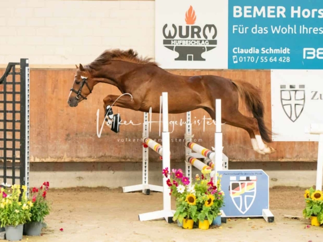 ZfdP Sommerkörung 16