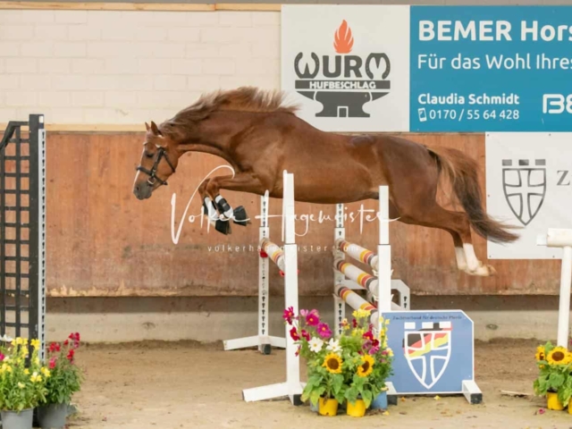 ZfdP Sommerkörung 17