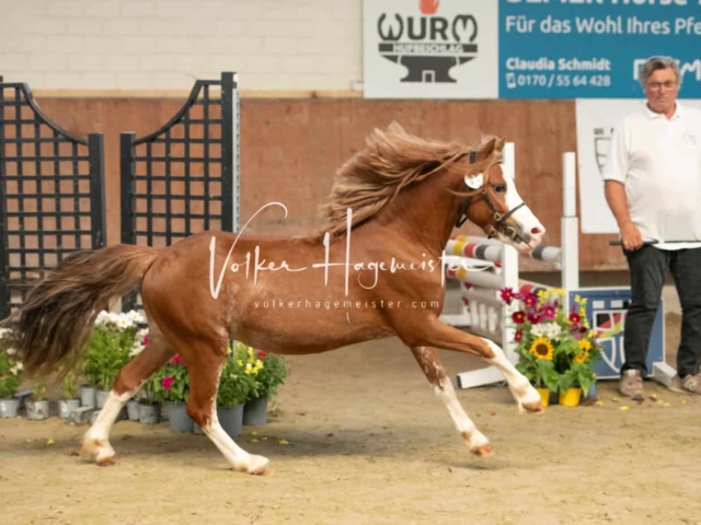ZfdP Sommerkörung 19