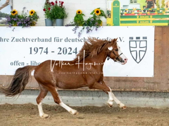 ZfdP Sommerkörung 20