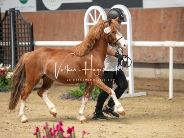 ZfdP Sommerkörung 21