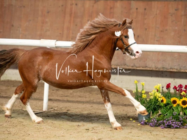 ZfdP Sommerkörung 23