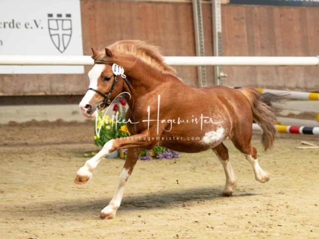 ZfdP Sommerkörung 24