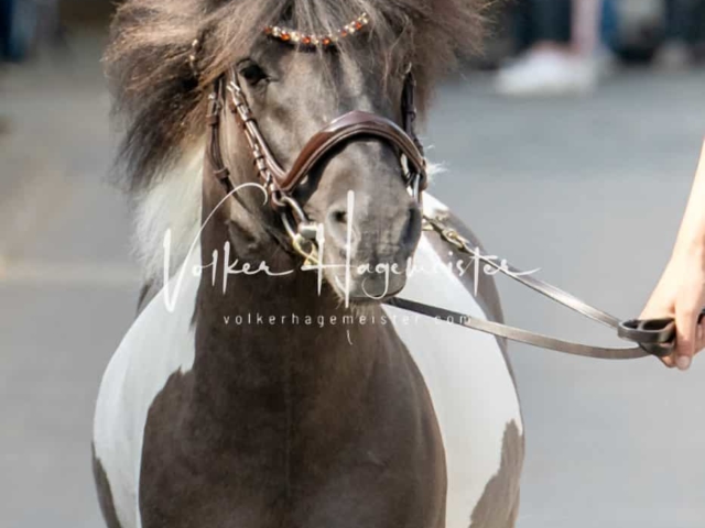 ZfdP Sommerkörung 29